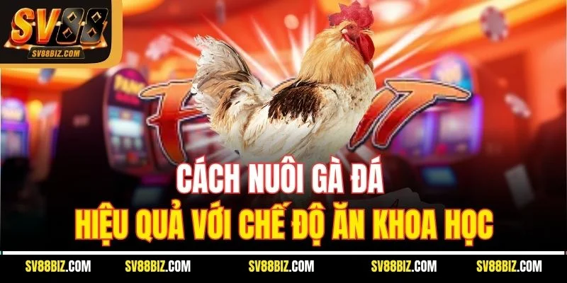 Cách Nuôi Gà Đá Hiệu Quả Với Chế Độ Ăn Khoa Học