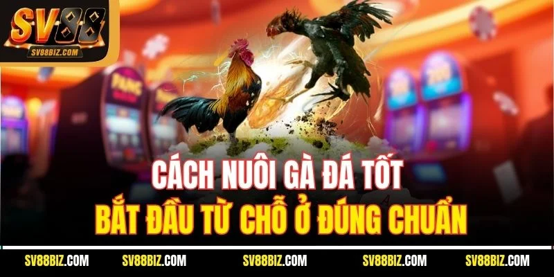 Cách Nuôi Gà Đá Tốt Bắt Đầu Từ Chỗ Ở Đúng Chuẩn