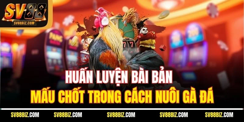 Huấn Luyện Bài Bản – Mấu Chốt Trong Cách Nuôi Gà Đá