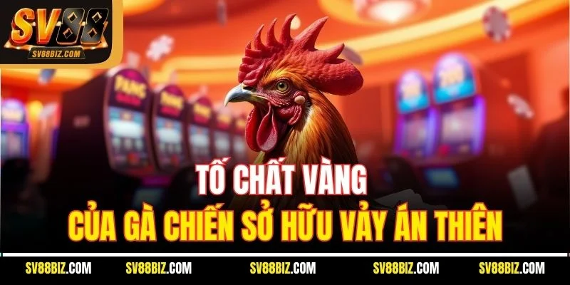 Tố Chất Vàng Của Gà Chiến Sở Hữu Vảy Án Thiên