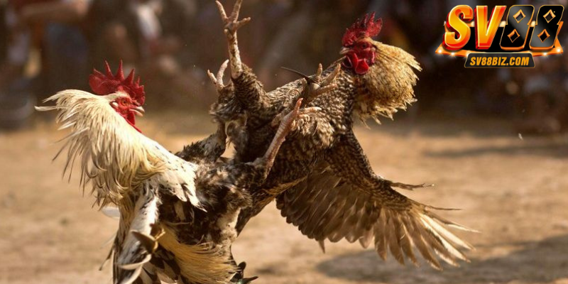 Cá cược kịch tính cùng đá gà cựa sắt tại SV88