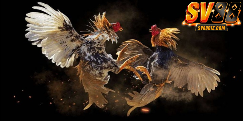 Đánh giá thể lực gà chiến và đặt cược đúng lúc