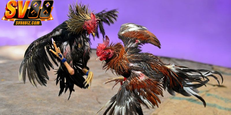 Tham khảo lối tấn công của những con gà top đầu