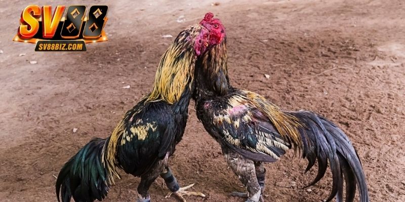 3 tiêu chí quan trọng để lựa chọn chọi gà C1