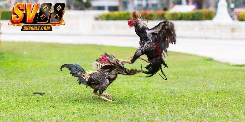 3 kỹ thuật rèn luyện kỹ năng của gà đá C1