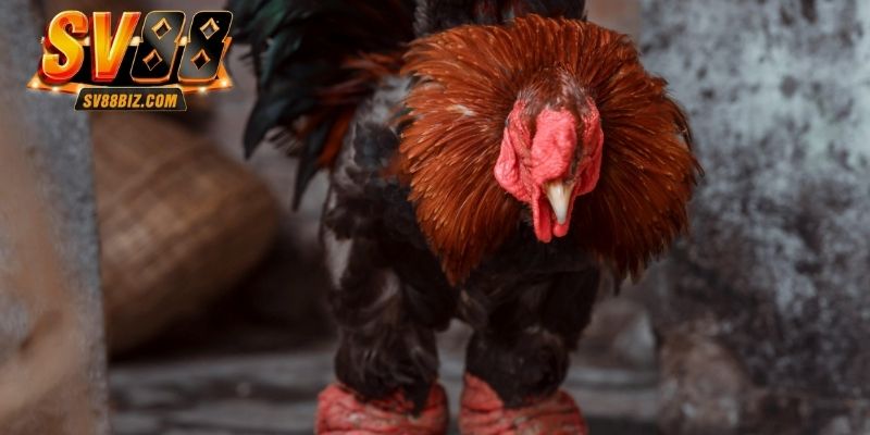 Đá gà trực tiếp là loại hình chọi kê được chuộng