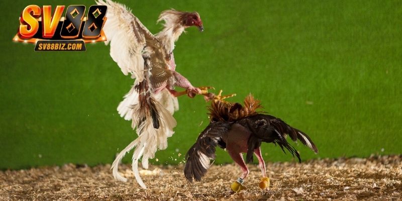 3 điểm nổi bật tạo nên sức hút của đấu gà trực tiếp