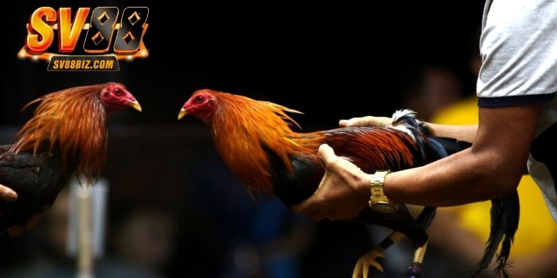 3 loại hình đá gà trực tiếp được săn đón nhất