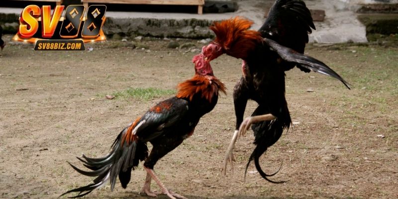 Áp dụng ngay 3 mẹo cược đá gà được đánh giá cao