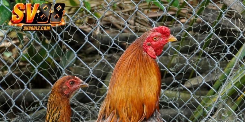 da-ga-truc-tiep-thumb